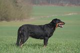 BEAUCERON 1026